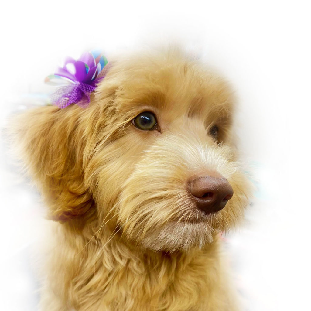 Learn about our pet grooming services and packages for cuts, clips, trims, shampooing and more!